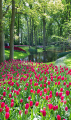 Tulips. Keukenhof park, Lisse, the Netherlands.