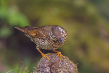 view of a beautiful bird in nature