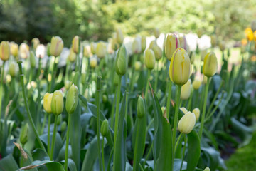 Tulips. Keukenhof park, Lisse, the Netherlands.