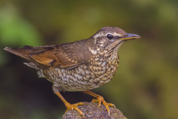 view of a beautiful bird in nature