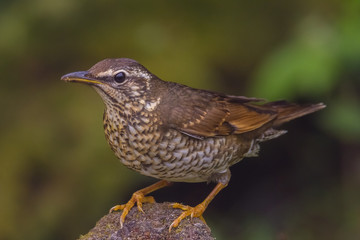 Fototapeta premium view of a beautiful bird in nature