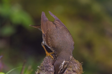 view of a beautiful bird in nature
