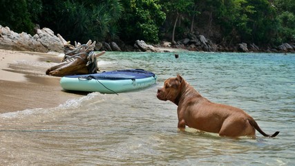 Dog next to a stand up paddle in Thailand