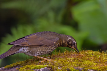 view of a beautiful bird in nature