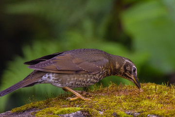 view of a beautiful bird in nature
