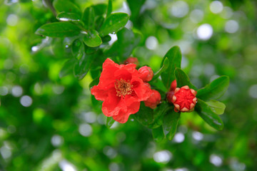  Granatapfel (Punica granatum) Blätter mit roter Blüte
