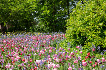 Obraz premium Tulips. Keukenhof park, Lisse, the Netherlands.
