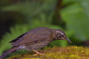 view of a beautiful bird in nature