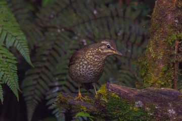 view of a beautiful bird in nature