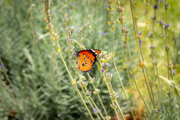 Monarch Butterfly (Danaus plexippus) on a Lavendar bush