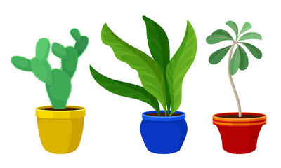Obraz premium Indoor Plants Growing in Ceramic Pots Vector Set