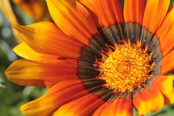 Mittagsblume (Delosperma) Zierpflanze mit orangen-braunen Blüten