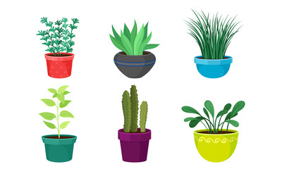 Obraz premium Indoor Plants Growing in Ceramic Pots Vector Set