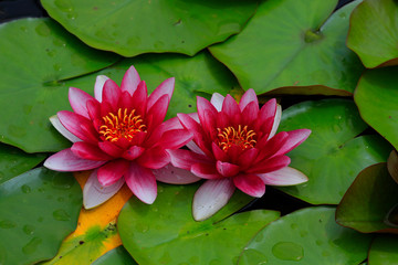 Rote Seerosen (Nymphaea) im Teich © Aggi Schmid