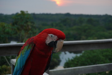 Ara Chloropterus bird sunset Amazon forest landscape animal