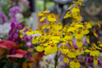 Orchids in Keukenhof park (Netherlands)
