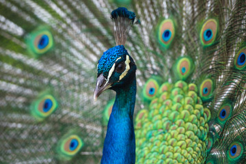 Colorful peacock spreading its feathers