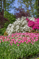 Tulips in Keukenhof park (Netherlands).