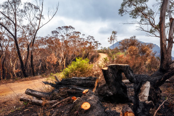 A dirt road into the forest in the aftermath of the Australian bush fires of December 2019 at Mount Banks in the Blue Mountains National Park, north-west of Sydney.