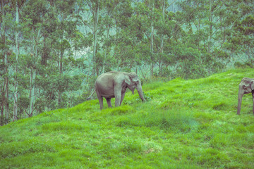 A shot of solo and happy wild elephant in the meadow