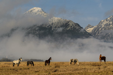 Horses and mountains