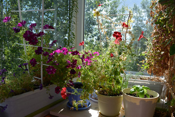 Pretty garden on the balcony with flowering petunias and other plants in pots and containers.