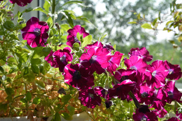 Petunia with many flowers grows in container in small garden on the balcony.