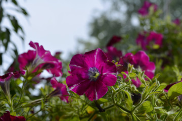 Petunia - beautiful plant which  blooming all summer long.