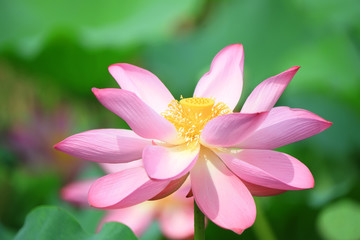 Beautiful pink lotus, close-up photos