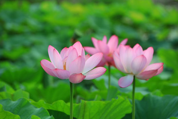 Obraz premium Beautiful pink lotus, close-up photos