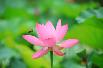 Fototapeta premium Beautiful pink lotus, close-up photos