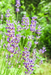 Obraz premium Soft focus on beautiful lavender flowers in summer garden