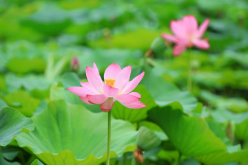 Obraz premium Beautiful pink lotus, close-up photos