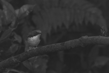 Obraz premium view of a beautiful bird in nature