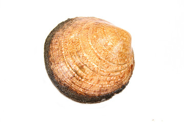 amandes cuites sur un fond blanc