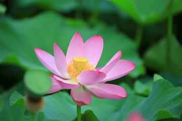 Beautiful pink lotus, close-up photos
