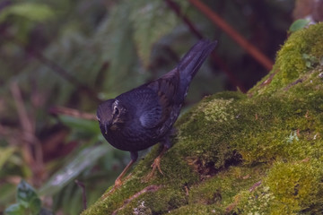 view of a beautiful bird in nature