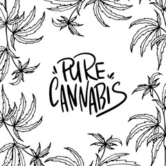 Digital illustration hand lettering pure cannabis and hemp leaves on a white background. Print for fabrics, packaging, posters, banners, medical and beauty industry.