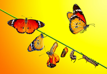 Amazing moment ,Monarch Butterfly, pupae and cocoons are suspended. Concept transformation of...
