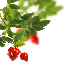 image of a branch rose hips on a white background