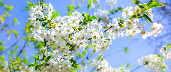 Cherry plum tree blossom. Blooming tree branch on the sunny spring day. Real natural photo on the blue sky background. Spring concept.