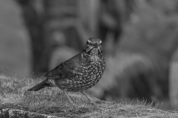 view of a beautiful bird in nature