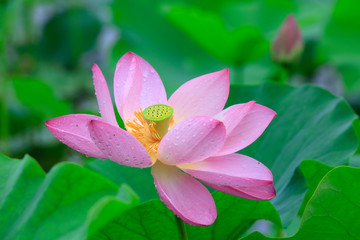 Lotus in the pond