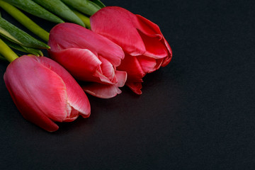 several red tulips on a dark background. Holiday Cards for Valentine's Day, Women's Day, Easter Day