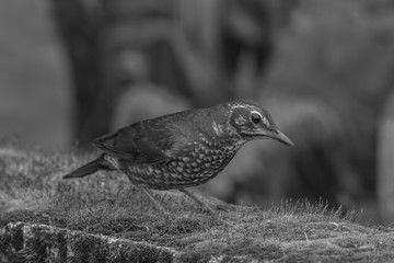 view of a beautiful bird in nature