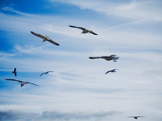 Flock of sea gulls flying in town looking for food, Selective focus, Blue cloudy sky,