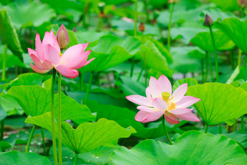 Lotus in the pond