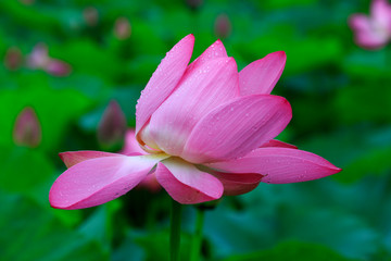 Obraz premium Lotus in the pond