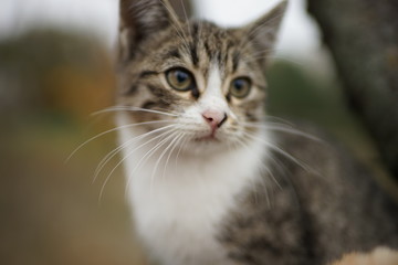 Cute kitten closeup portrait. Lovely young cat in nature.
