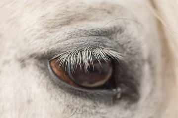 Fototapeta premium Blue horse eye close-up. Long white eyelashes. Falling sunlight passes through the pupil. Close up details
